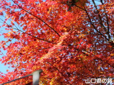 薬王寺の紅葉