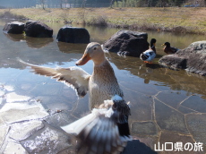 ���т��؂炷�J��