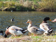 �J���̓����ڂ���