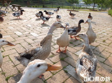 �J���̏W�c