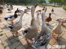 �G�T���˂���J��