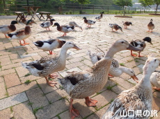 �J���̃G�T���