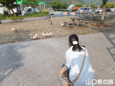 �J�������߂闷���_