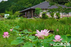 �V���̒r�̃n�X