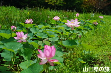 �V���̒r�̃n�X