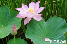 �V���̒r�̃n�X