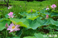 �V���̒r�̃n�X