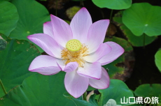 �V���̒r�̃n�X