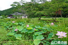 �V���̒r�̃n�X