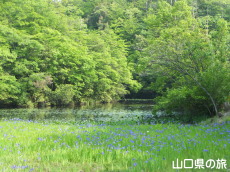 �񔽓c���ߒr�̎��n�A���Q��