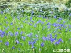 �񔽓c���ߒr�̎��n�A���Q��