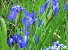 �񔽓c���ߒr�̎��n�A���Q��