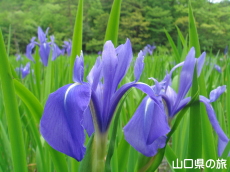 �J�L�c�o�^