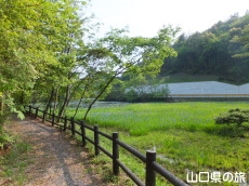 �񔽓c���ߒr�̎��n�A���Q��