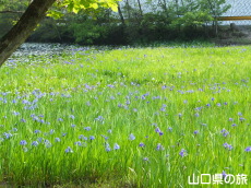 �񔽓c���ߒr�̎��n�A���Q��