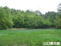 二反田ため池の湿地植物群落