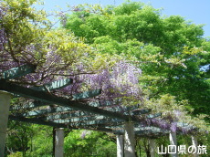 大正洞の藤棚