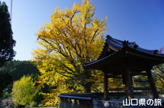 ���y���̑�C�`���E