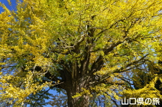 ���y���̑�C�`���E