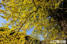 ���y���̑�C�`���E