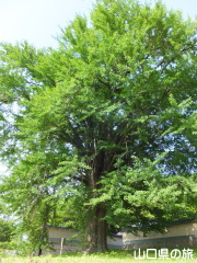 ���y���̑�C�`���E