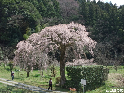 長登のしだれ桜