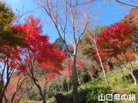 雲林寺の紅葉