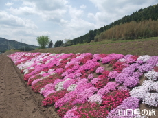 ނ݂̎ō