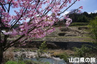 志和田の陽光桜並木