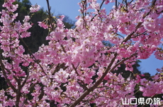 uac̗z