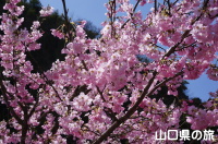 志和田の陽光桜並木