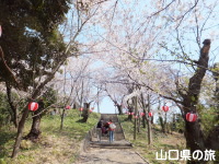 王子山公園の桜