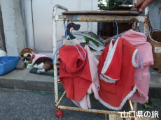 チョロ松専用衣装