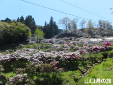 俵山しゃくなげ園