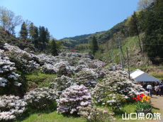 俵山しゃくなげ園