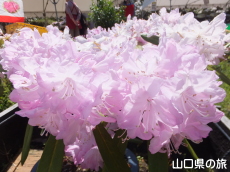 俵山しゃくなげ園