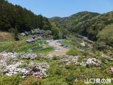 俵山しゃくなげ園