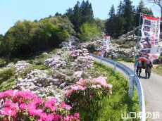 俵山しゃくなげ園