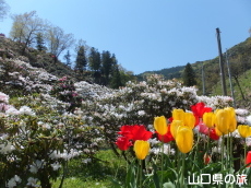 俵山しゃくなげ園