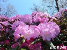 俵山しゃくなげ園