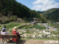 俵山しゃくなげ園
