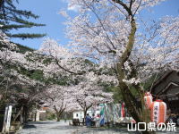 大寧寺の桜