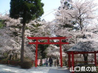 大寧寺の桜