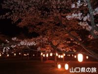 大寧寺の桜ライトアップ