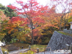 西念寺の紅葉