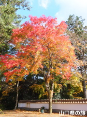 西念寺の紅葉