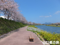 観月河川公園の桜並木