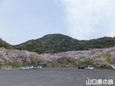 青海島さくらの里