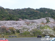 青海島さくらの里