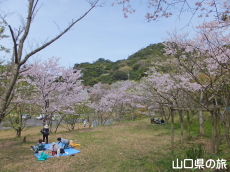 青海島さくらの里